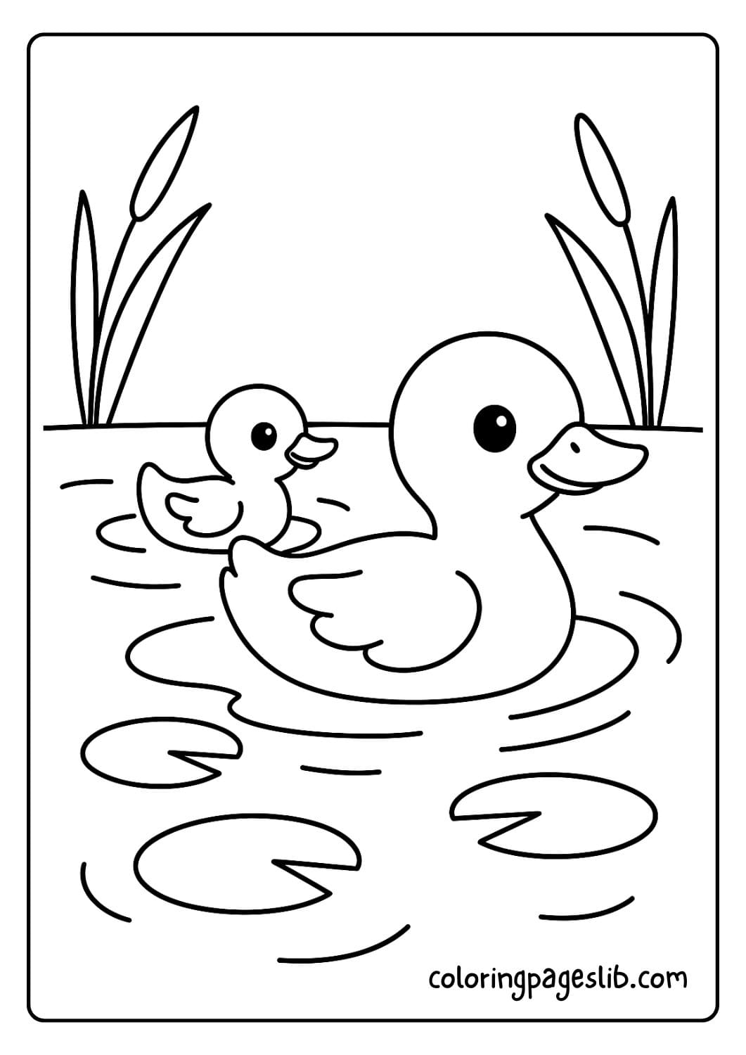 Cute duckling learning to swim with its mother